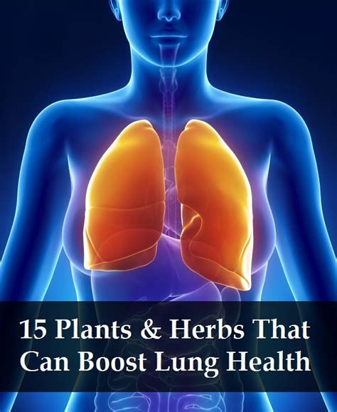 15 Plants And Herbs That Boost Lung Health Lungs Health Health Heal