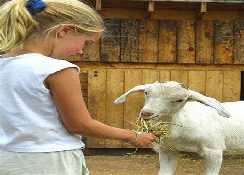 Petting Zoo Parties And Rentals NY, NYC, NJ, CT, Long Island