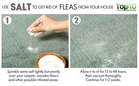 Check spelling or type a new query. How to Get Rid of Fleas from Your House, Dogs and Cats ...