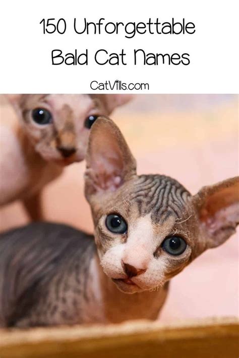 Hairless Cat Names 190 Astonishing Ideas For Males And Females Cute