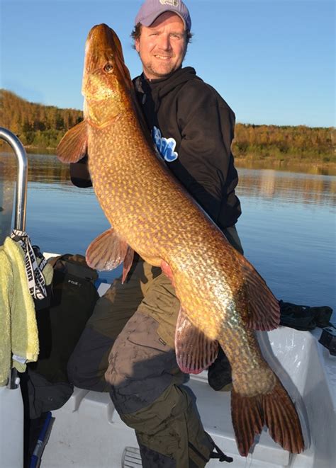 Big Fishes Of The World Northern Pike Page 3