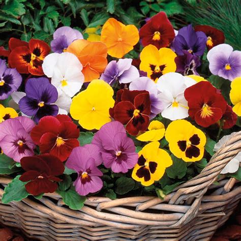 Pansy Winter Flowering Mixed Flower Plants From Woolmans