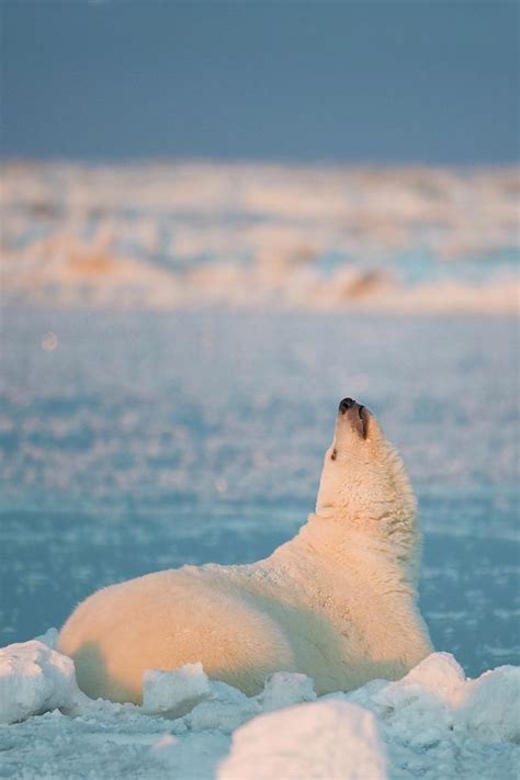Polar Bear Ursus Maritimus Sow Photograph By Steven Kazlowski Pixels