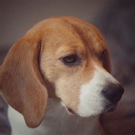 Pin On Beagles