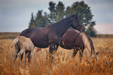 mustang horse animal facts encyclopedia