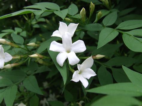 Jasmine A Climber Flowers In Summer With Beautifully Scented White