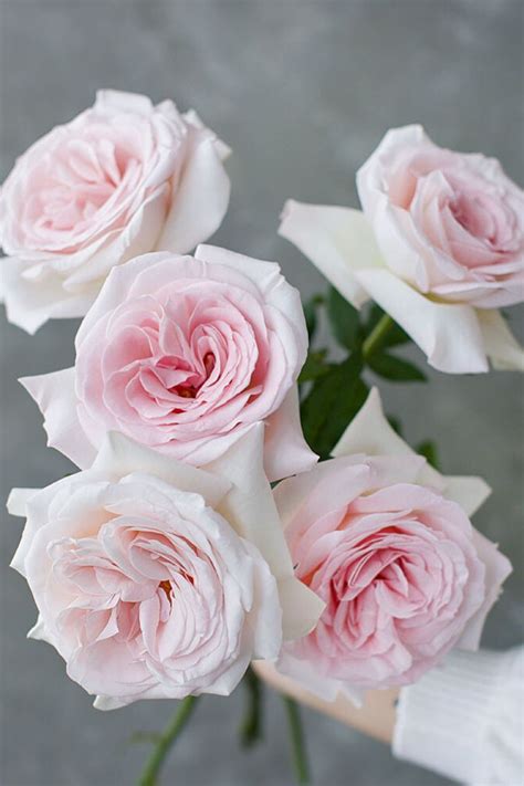 The 10 Most Fragrant Roses Compiled Here Article On Thursd