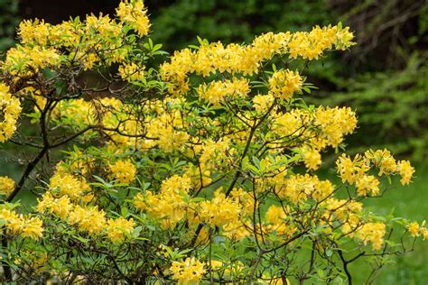 Identify Yellow Flowering Shrubs Best Flower Site