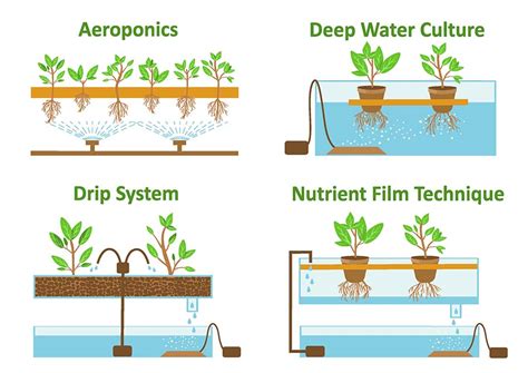 The Main Methods Of Hydroponics