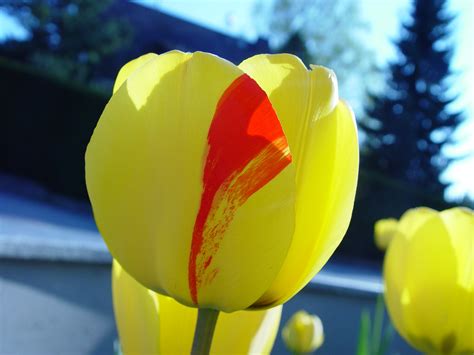 Free Images Nature Blossom Sun Flower Petal Bloom Summer Tulip