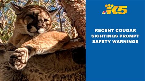 Recent Cougar Sightings Prompt Safety Tips Closures From Washington