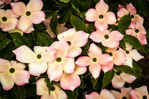 Stellar Pink Dogwood Trees For Sale Online The Tree Center