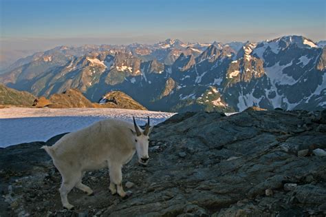 Wildlife Of The North Cascades North Western Images Photos By Andy