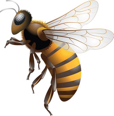 Bee Png Images Transparent Free Download