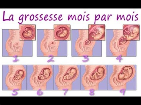 Evolution De La Grossesse Mois Par Mois Le D Veloppement De L Embryon