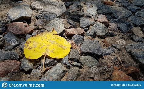 Single Fall Yellow Leaf On Gravel Stones Background Stock Photo Image