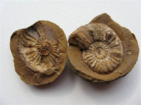 The Difference Between Fossilization And Petrification How To Find Rocks