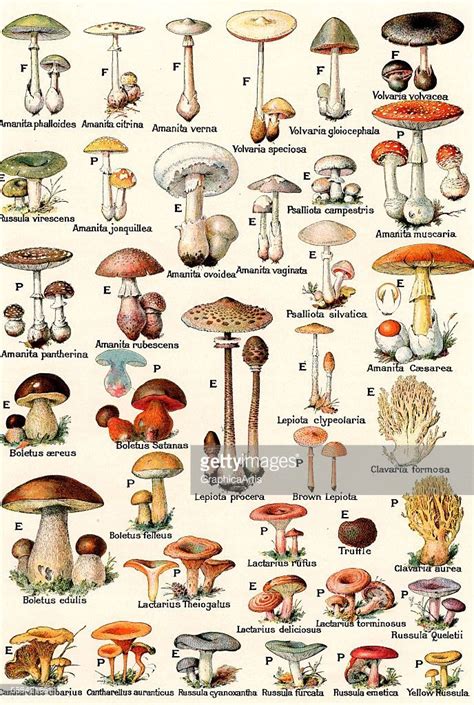 Vintage Illustration Of Edible And Poisonous Mushrooms Lithograph