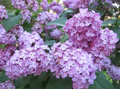 Syrenersaft Lilac Cordial Semiswede