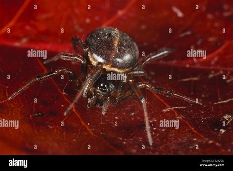 Common False Widow Spider Steatoda Bipunctata Adult Female Resting