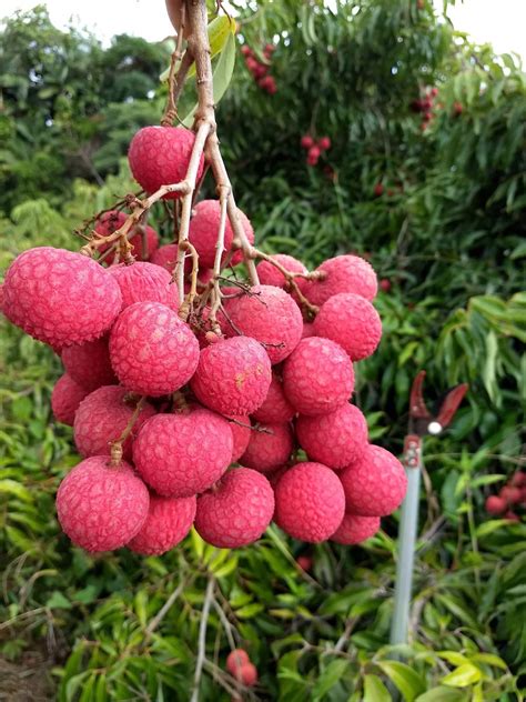 Everything You Need To Know About Lychee In Hawaiʻi Hawaii Magazine