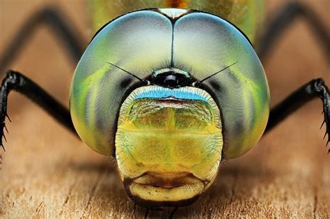Mind Blowing Examples Of Macro Photography Cgfrog