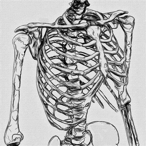 Skeleton Rib Cage Human Heart Drawing Anatomy Art Human Heart Drawing Rib Cage Drawing