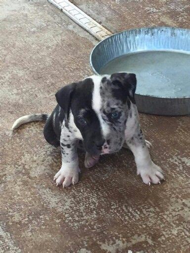 Purebred corgi puppies are very much in demand from the last few decades. Blue Merle Pitbull Puppies For Sale Near Me