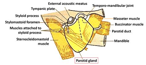 Parotid Gland Anatomy Qa