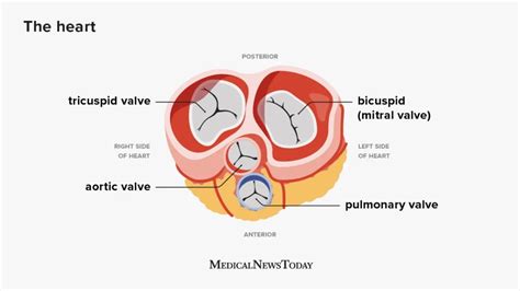 Common Heart Valve Disorders And Their Treatment