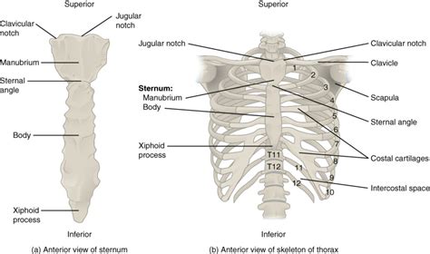 Formed between the sternal body and xiphoid process. The thoracic cage - the ribs and sternum | Human Anatomy ...