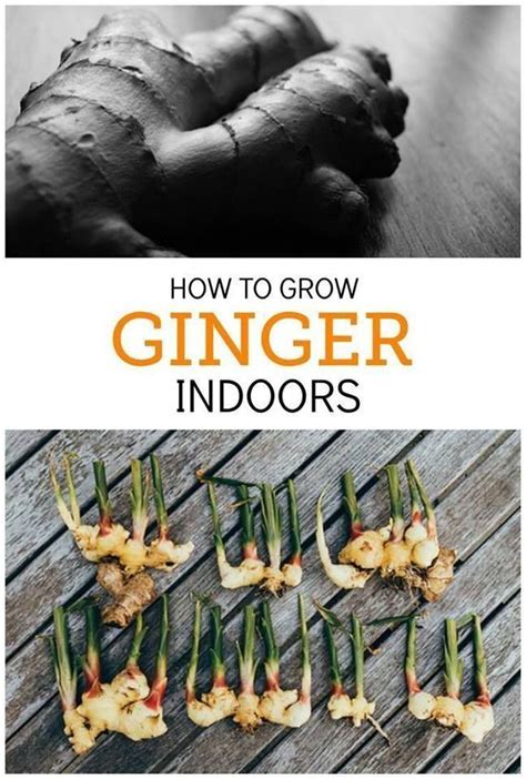 How To Grow Store Bought Ginger Root Herbs Indoor Vegetable Gardening