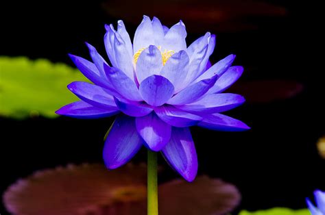 Blue Water Lily Photograph By Louis Dallara Fine Art America