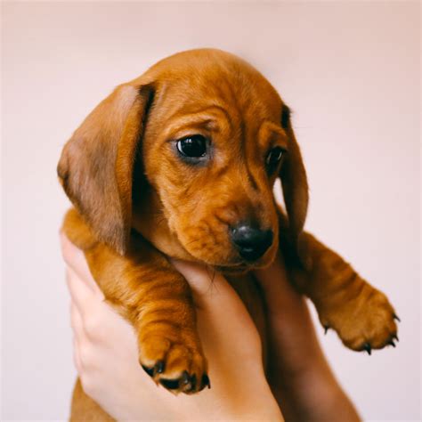 Miniature dachshunds puppies in florida. Dachshund Puppies For Sale In Florida From Top Breeders