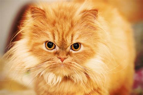 persian cat history appearance  temperament cat world