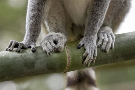 Ring Tailed Lemur Large Pads On A Lemurs Fingers And Toes Flickr