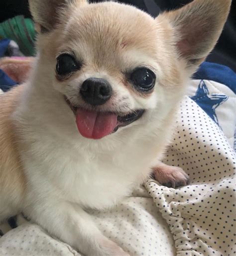 Smiling Chihuahua ️ Cute Chihuahua Cute Dogs Chihuahua Love