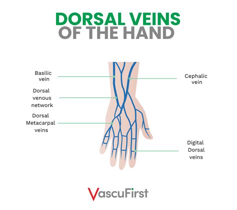 Overview Of Anatomy And Physiology Related To Vascular Access