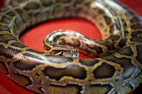 Indonesian Woman Swallowed By Giant Python Asia Gulf News