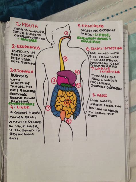 The Digestive System Alevel Human Biology Revision Love Working