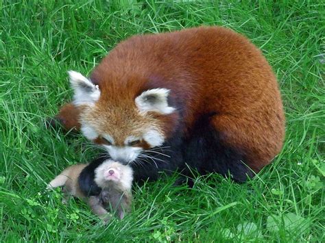 Group 2 Red Panda Ailurus Fulgens By Ryanne Browers