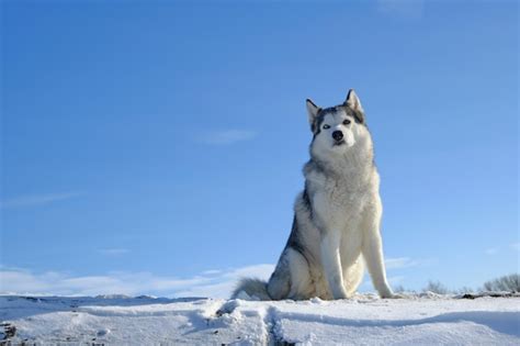 Premium Photo Siberian Husky Dog Sits On A Hill In The Snow Against