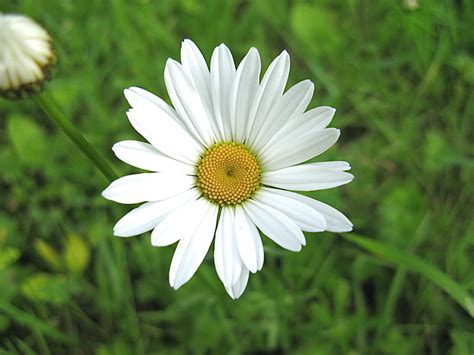 Buttercups And Daisies Beautiful Wildflowers Of Spring And Summer