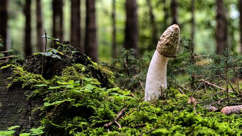 Why Is The Penis Mushroom Shaped Popsugar Love Sex