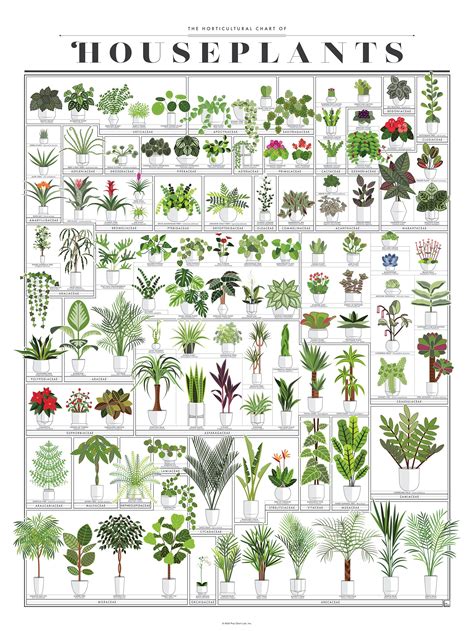The Horticultural Chart Of Houseplants Plant Decor Indoor Inside