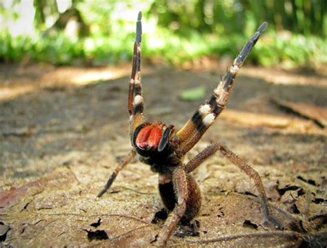 Kaum zu glauben, dass der giftigste pilz der welt auch in unseren gefilden heimisch ist. Top 10: die schrecklichsten und gefährlichsten Insekten ...