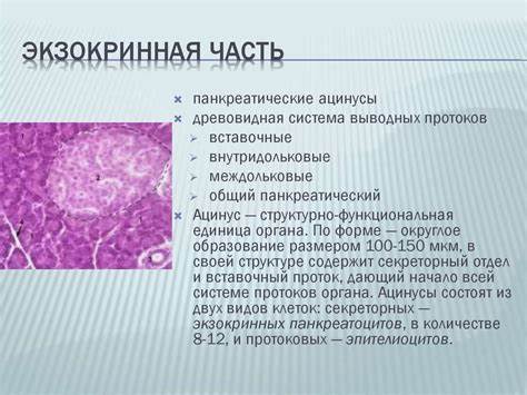 Экзокринная недостаточность диета Экзокринная, эндокринная функции поджелудочной железы и ее ферменты Экзокринная, эндокринная функции поджелудочной железы и ее ферменты Экзокринная недостаточность диета