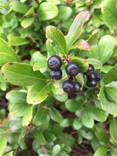 From the uconn breeding program run by mark brand and bryan connolly comes aronia melanocarpa low. low_scape_mound_aronia_fruit.jpg | Proven Winners