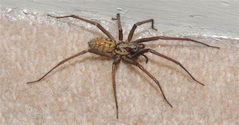 Giant Sex Crazed House Spiders The Size Of Your Hand Are Now Invading