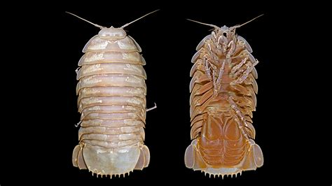 Supergiant New Species Of Isopod Discovered In The Deep Ocean